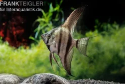 Schwarzblauer Skalar, Pterophyllum scalare
