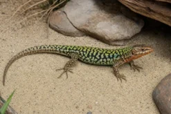 Schwarzblaue Ruineneidechse, Podarcis siculus paulae