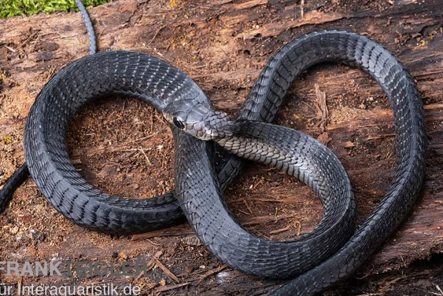Schwarze Baumschlange, Thrasops occidentalis