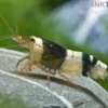 Schwarze Bienengarnele, Caridina logemanni