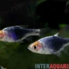 Schwarze Keilfleckbarbe, Rasbora heteromorpha BLACK