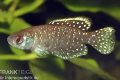 Schwarzer Fächerfisch, Austrolebias nigripinnis, paarweise