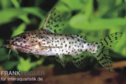 Schwarzer Fiederbartwels, Synodontis nigrita, 4-5 cm