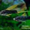 Schwarzer Hochflossen-Schwertträger (Hamburg), Xiphophorus helleri