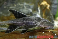 Schwarzer Krawattenharnischwels, Pterosturiosoma microps, 14-16 cm