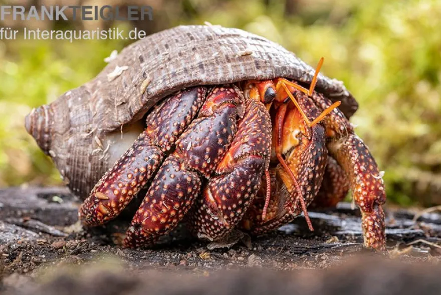 Schwarzer Landeinsiedlerkrebs, Coenobita sp. Black (Größe XL)