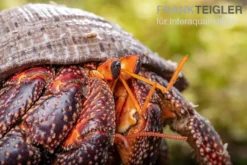 Schwarzer Landeinsiedlerkrebs, Coenobita sp. Black (Größe XL)