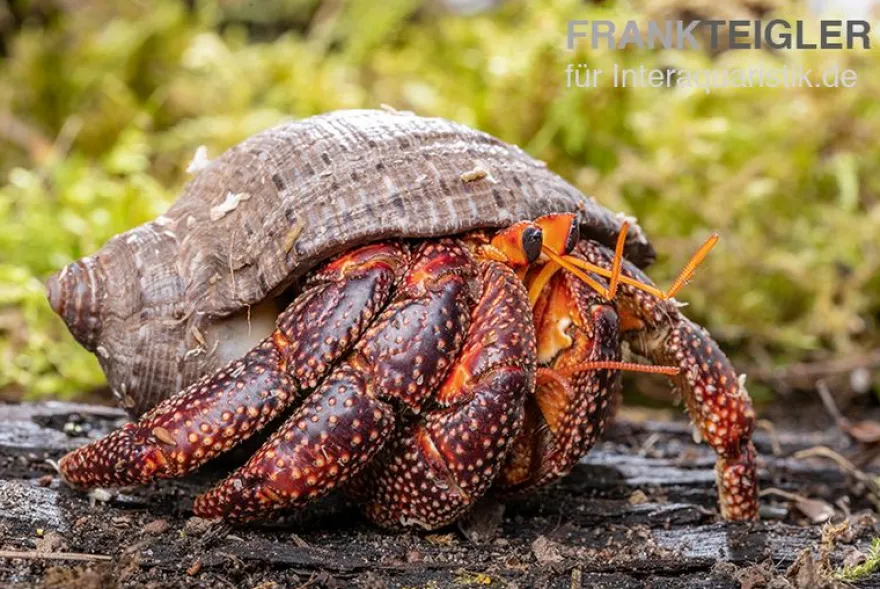 Schwarzer Landeinsiedlerkrebs, Coenobita sp. Black (Größe XL)
