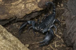 Schwarzer Laos-Skorpion, Heterometrus laoticus
