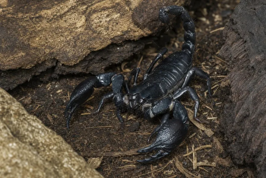Schwarzer Laos-Skorpion, Heterometrus laoticus
