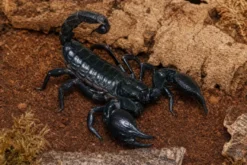 Schwarzer Laos-Skorpion, Heterometrus laoticus