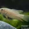 Schwarzer Makropode, Macropodus concolor/spechti