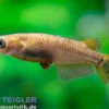 Schwarzer Medaka, Oryzias latipes Black