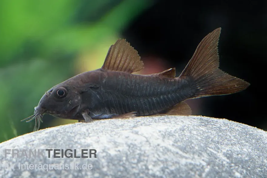 Schwarzer Metallpanzerwels, Corydoras aeneus BLACK VENEZUELA, DNZ!