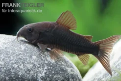 Schwarzer Metallpanzerwels, Corydoras aeneus BLACK VENEZUELA, DNZ!