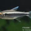 Schwarzer Neon, Hyphessobrycon herbertaxelrodi, DNZ