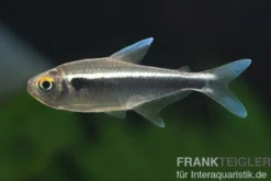 Schwarzer Neon, Hyphessobrycon herbertaxelrodi, DNZ