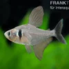 Schwarzer Phantomsalmler, Hyphessobrycon megalopterus