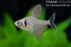 Schwarzer Phantomsalmler, Hyphessobrycon megalopterus