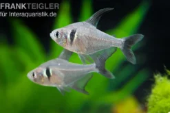 Schwarzer Phantomsalmler, Hyphessobrycon megalopterus