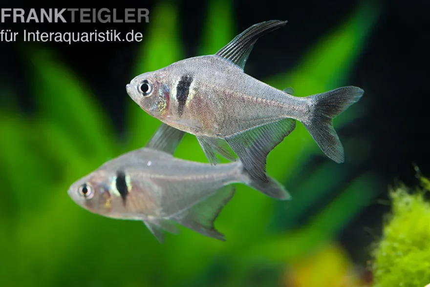Schwarzer Phantomsalmler, Hyphessobrycon megalopterus