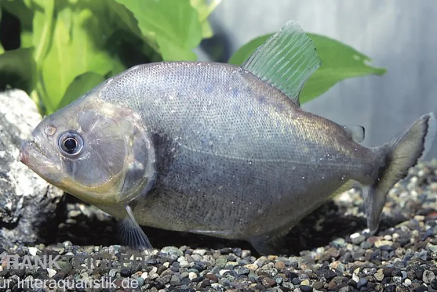 Schwarzer Piranha, Serrasalmus rhombeus black, 2-3 cm