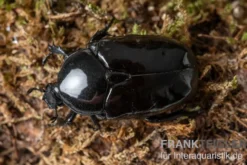 Schwarzer Rosenkäfer, Diplognatha gagates