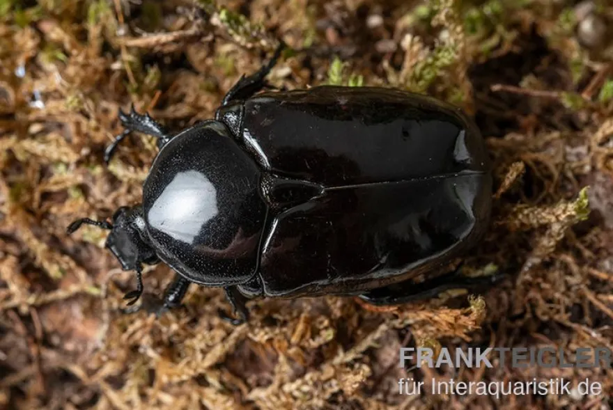 Schwarzer Rosenkäfer, Diplognatha gagates
