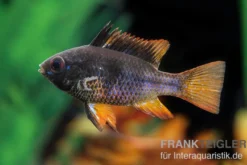 Schwarzer Schmetterlingsbuntbarsch, Microgeophagus ramirezi "Black"