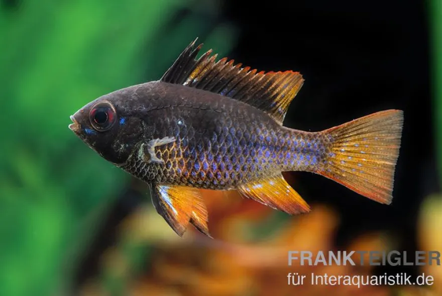 Schwarzer Schmetterlingsbuntbarsch, Microgeophagus ramirezi "Black"