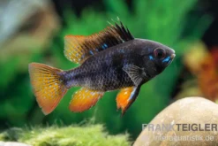 Schwarzer Schmetterlingsbuntbarsch, Microgeophagus ramirezi "Black"