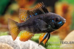 Schwarzer Schmetterlingsbuntbarsch, Microgeophagus ramirezi