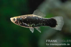 Schwarzer Schwertträger, Xiphophorus helleri, Zufällig ausgewählt