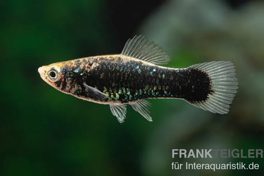 Schwarzer Schwertträger, Xiphophorus helleri, Zufällig ausgewählt