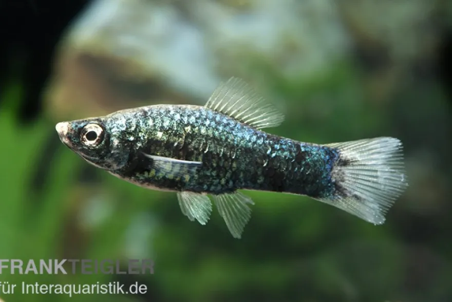 Schwarzer Schwertträger, Xiphophorus helleri, Zufällig ausgewählt