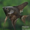Schwarzer Skalar, Pterophyllum scalare