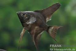 Schwarzer Skalar, Pterophyllum scalare