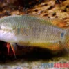 Schwarzer Spitzschwanzmakropode, Pseudosphromenus cupanus