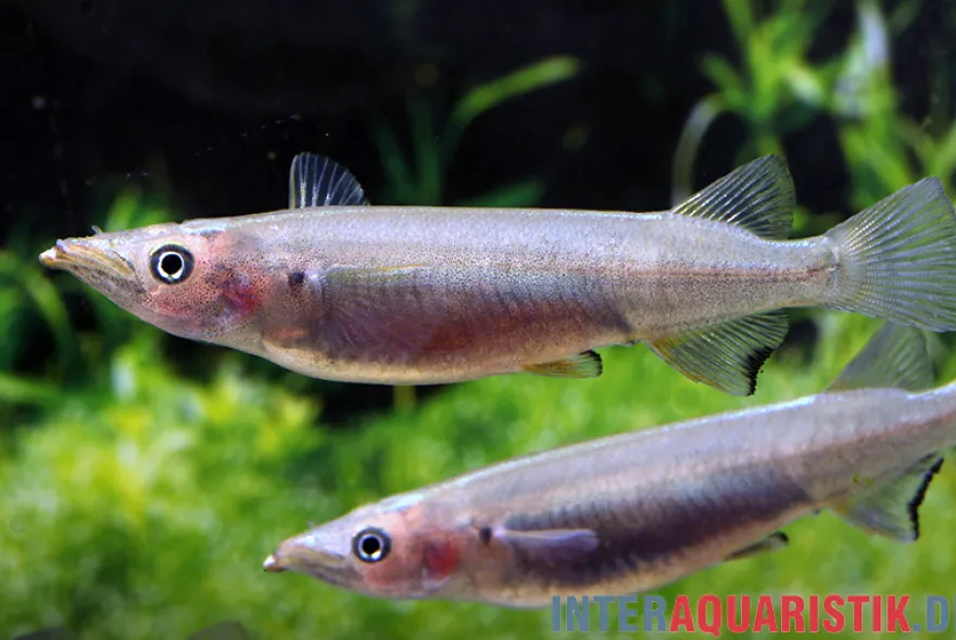 Schwarzer Sulawesi-Halbschnabelhecht, Nomorhamphus celebensis