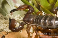 Schwarzer Thaiskorpion, Heterometrus spinifer