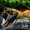 Schwarzer Tigerkrebs, Cherax sp. "Black Tiger" - Zufällig