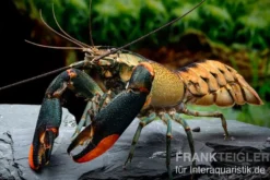 Schwarzer Tigerkrebs, Cherax sp. "Black Tiger" - Zufällig