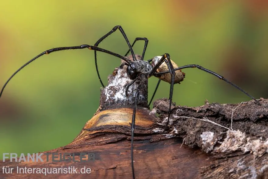 Schwarze Seidenspinne, Nephila kuhlii