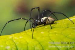 Schwarze Seidenspinne, Nephila kuhlii