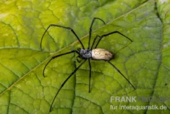 Schwarze Seidenspinne, Nephila kuhlii