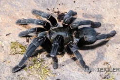 Schwarze Thai-Vogelspinne, Cyriopagopus minax XL