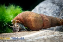 Schwarze Zwergperlhuhnschnecke, Tylomelania sp. Mini Black