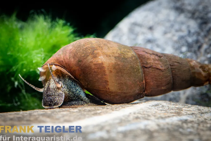 Schwarze Zwergperlhuhnschnecke, Tylomelania sp. Mini Black