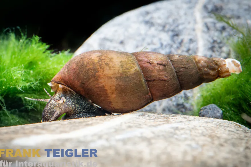 Schwarze Zwergperlhuhnschnecke, Tylomelania sp. Mini Black