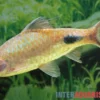 Schwarzfleckbarbe, Dawkinsia filamentosa